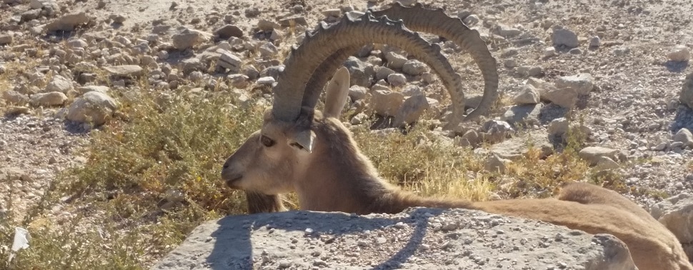 Ibex