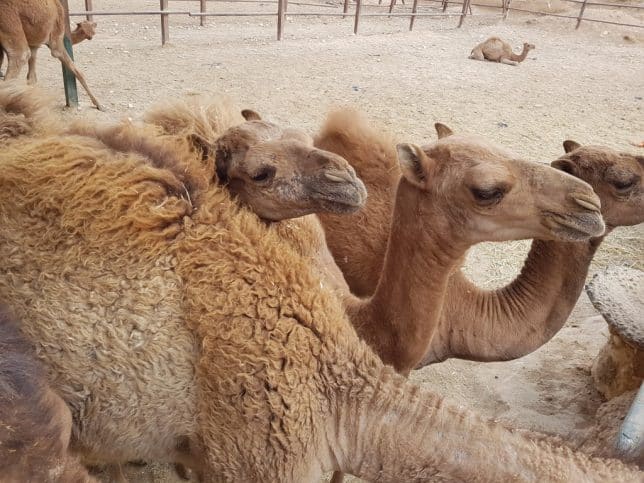 camel farm