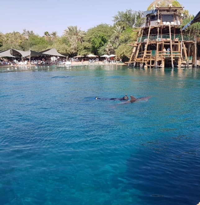 Dolphin reef Eilat
